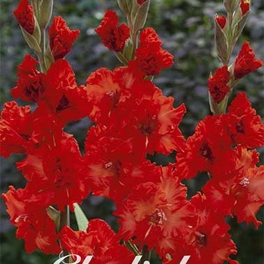 Gladiolus Firecracker 10-pakning